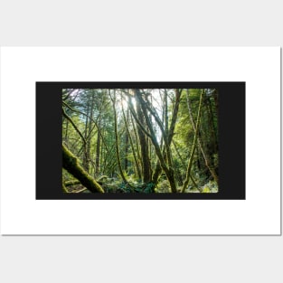 Golden hour in a green forest Posters and Art